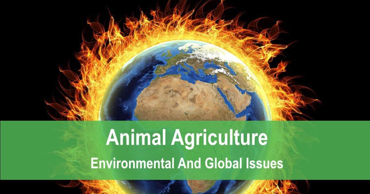 Animal Agriculture Environmental And Global Issues Gingerkale