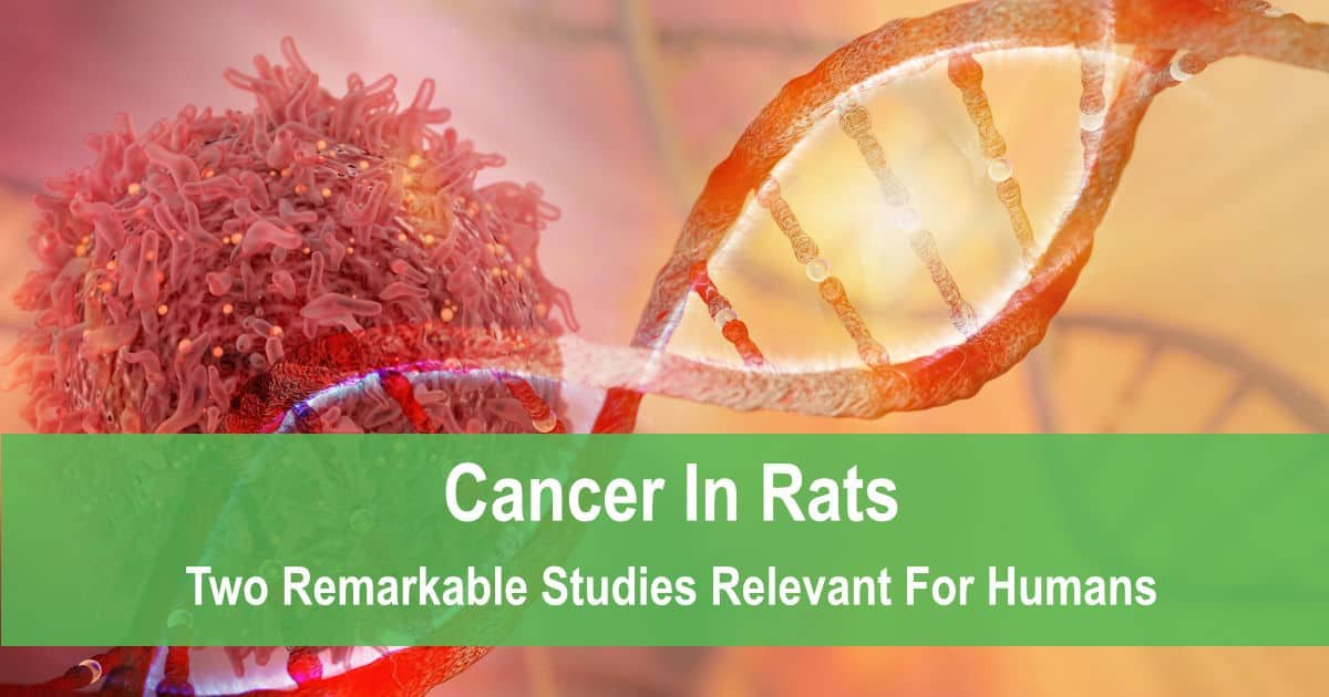 cancer in rats
